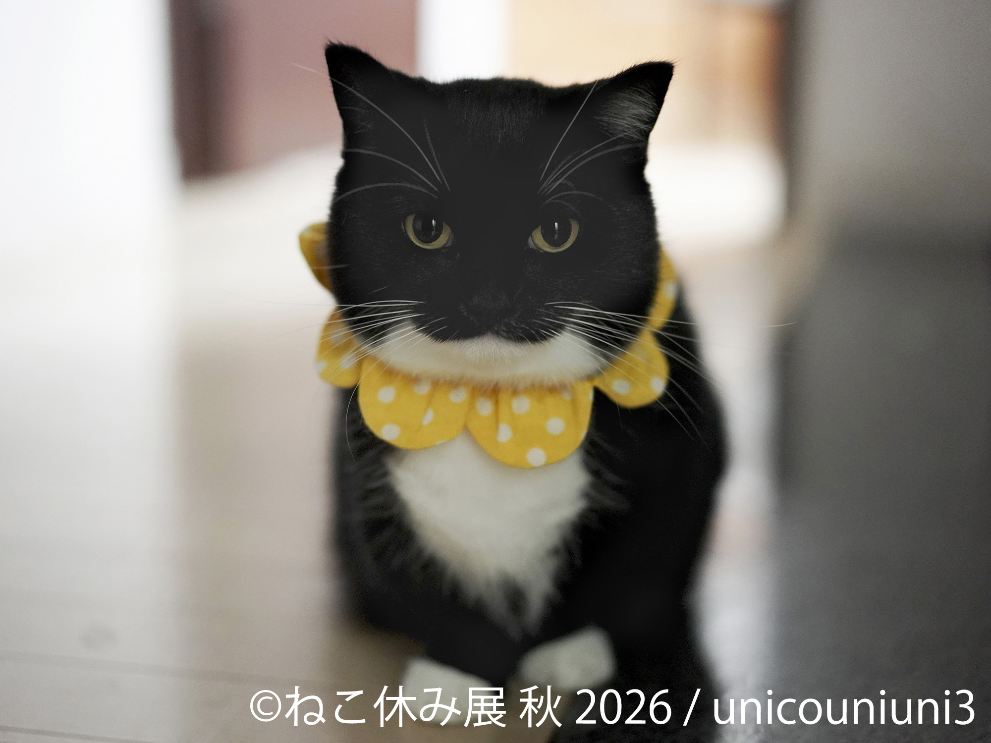 ねこ休み展 秋 2026