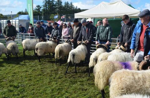 Cloonacool Sheep Festival
