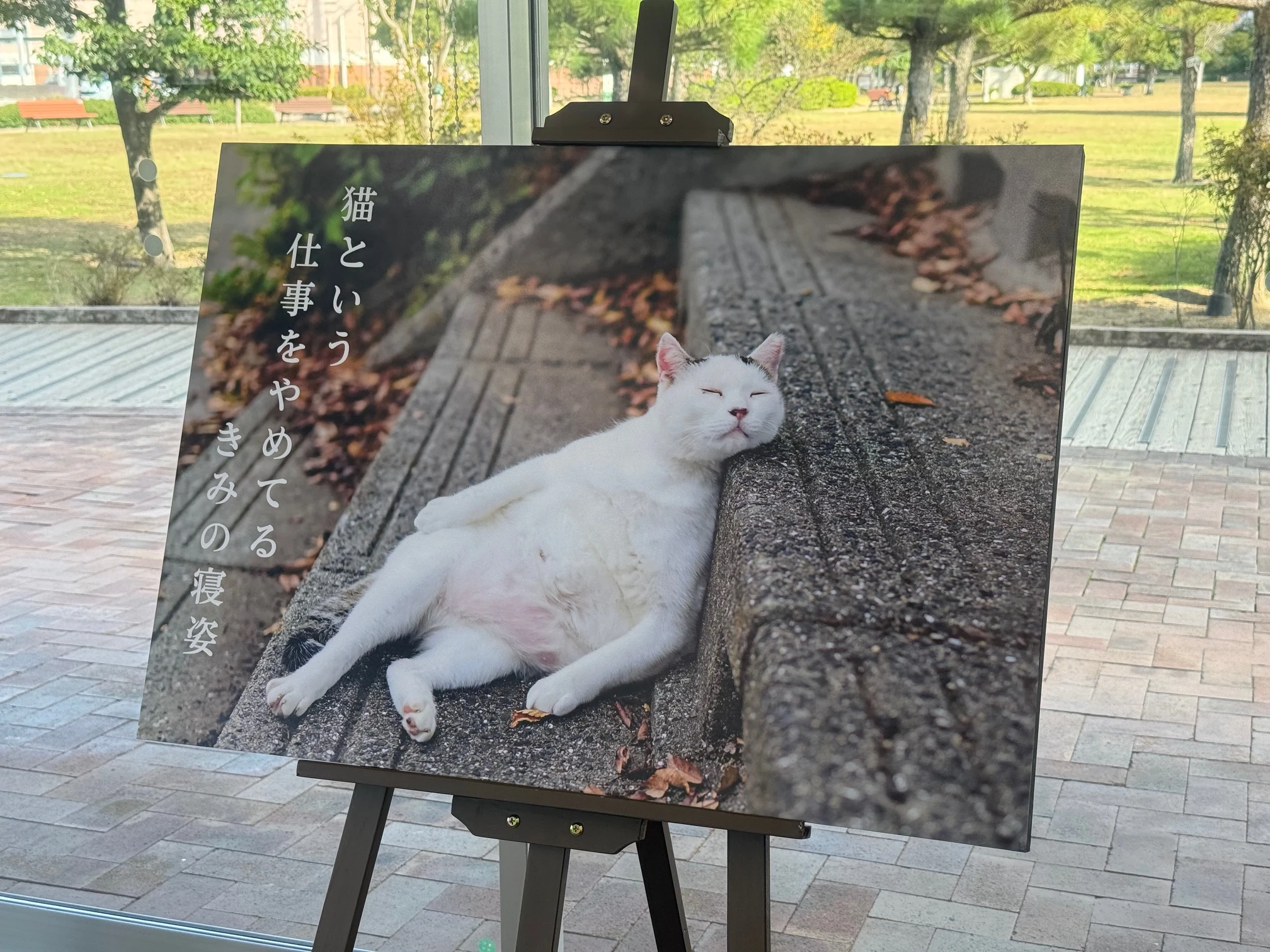 ありがとうを伝えたくて・地域猫写真展