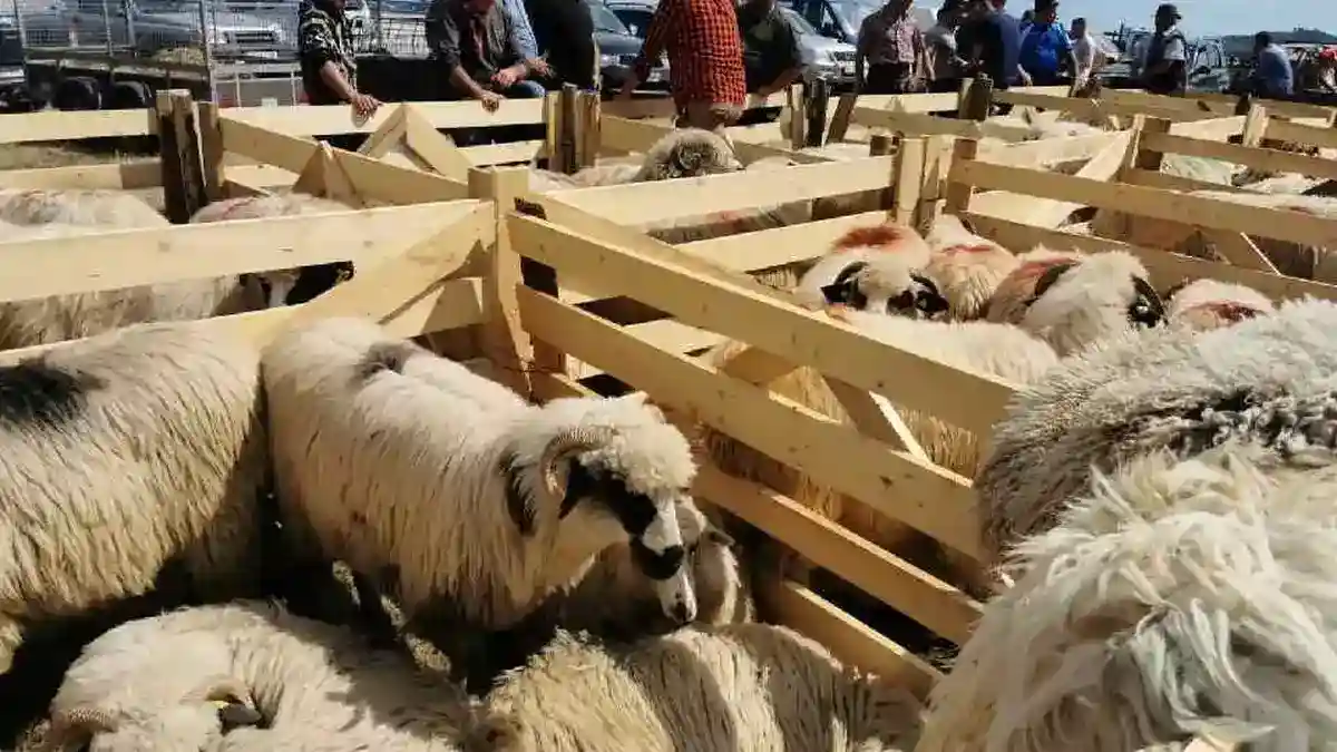 Coborâtul oilor