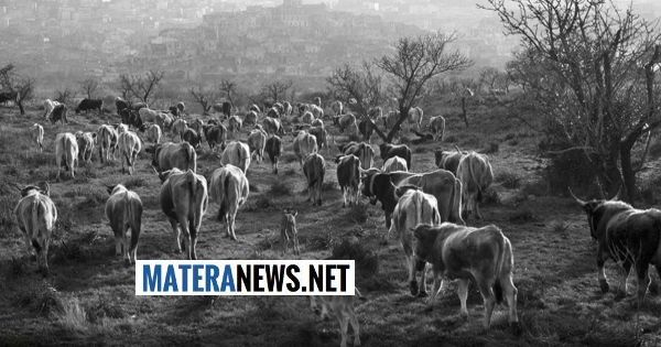 Il tempo della sosta. La transumanza nella Murgia Materana tra paesaggio, cultura e lavoro