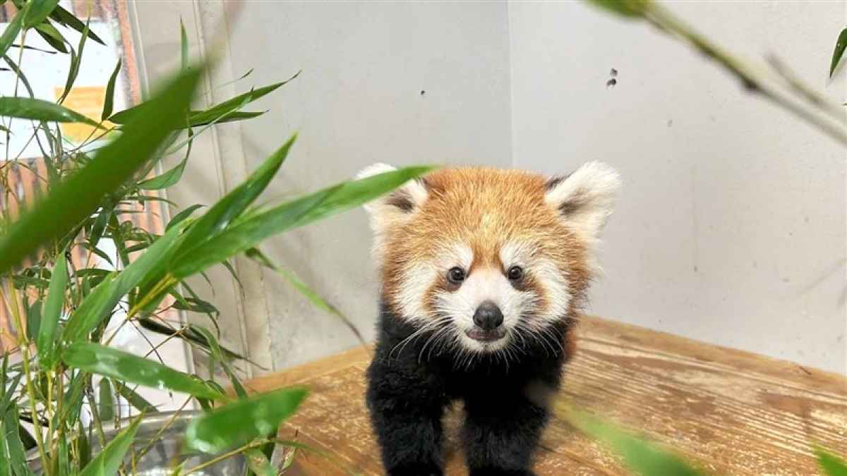 レッサーパンダ赤ちゃん「桃香」一般公開・命名式