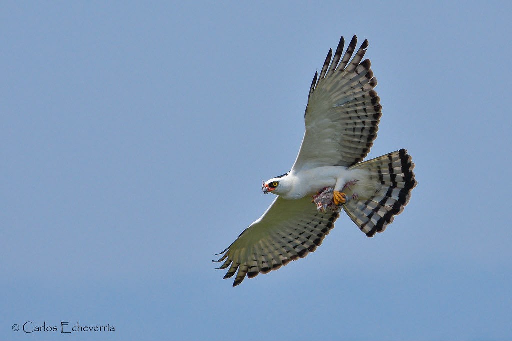 Festival de Observación de Migración de Aves Rapaces