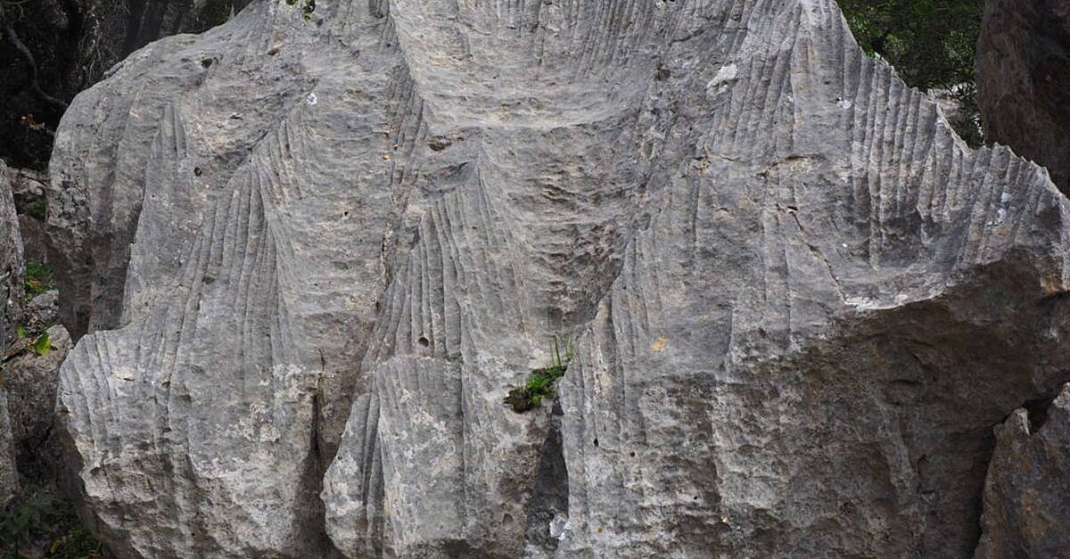 Rocks to Roots - Celebrating Karst