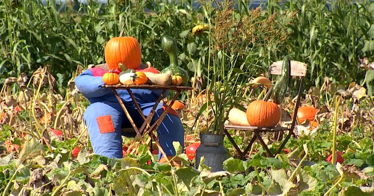 Fête de la courge