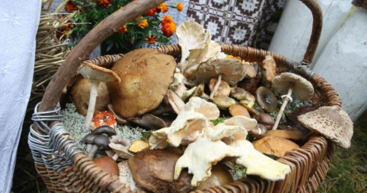 "Miško pasaka" – tradicinė Grybų šventė