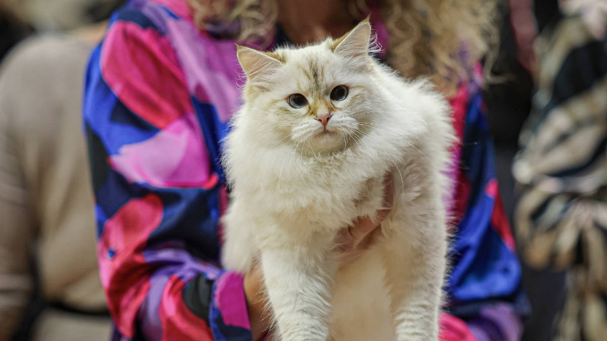 International Cat Show
