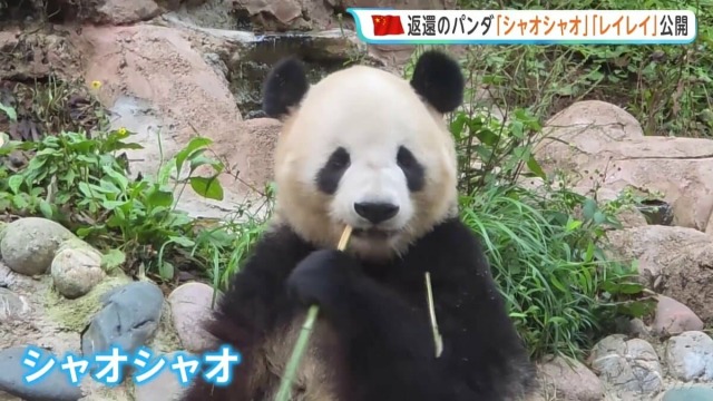 双子パンダ「シャオシャオ」「レイレイ」一般公開