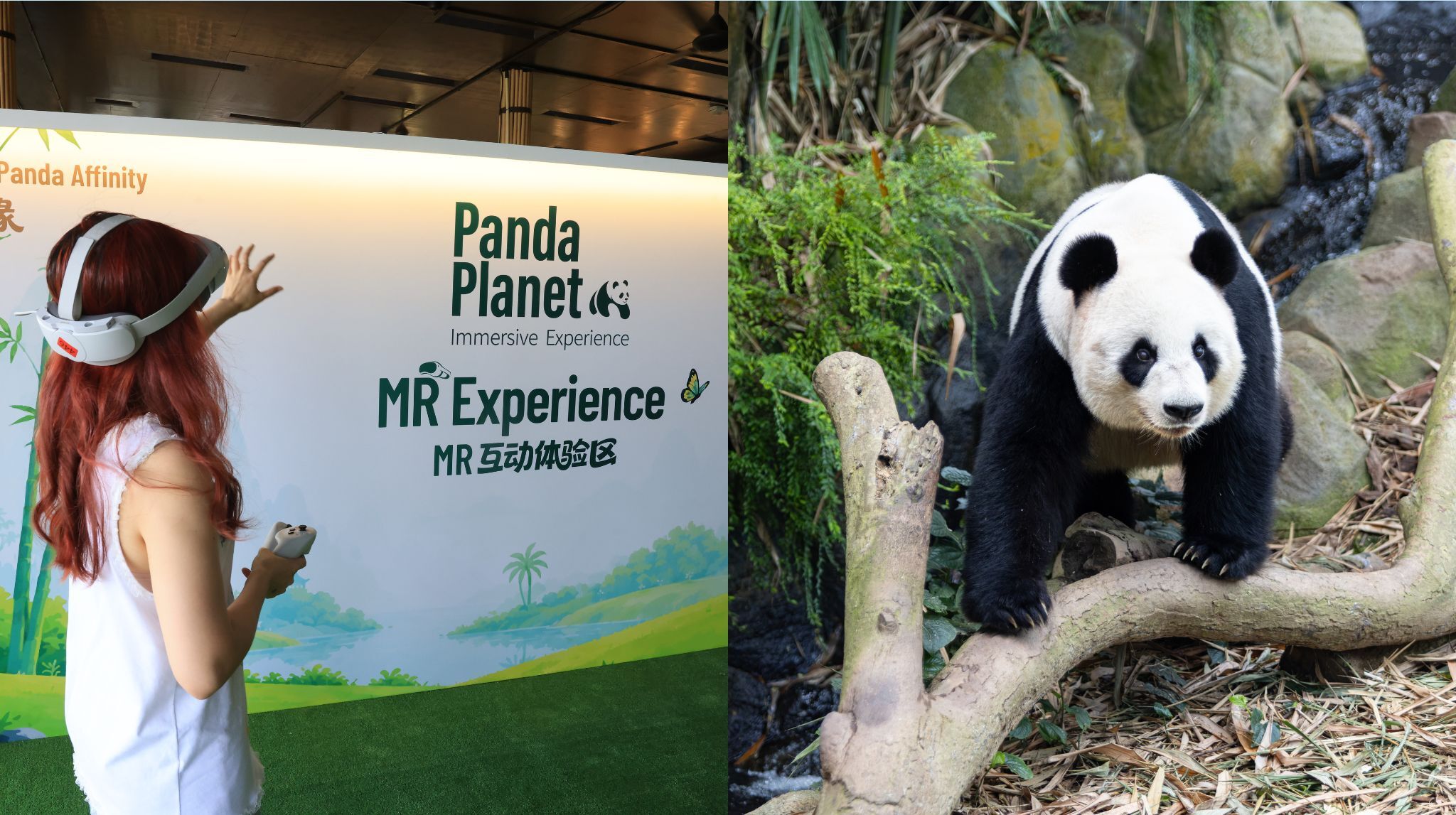 Panda Season at River Wonders