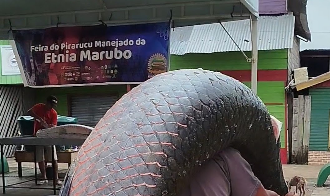 4ª Feira do Pirarucu Manejado do Vale do Javari