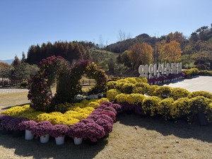 국화 전시회