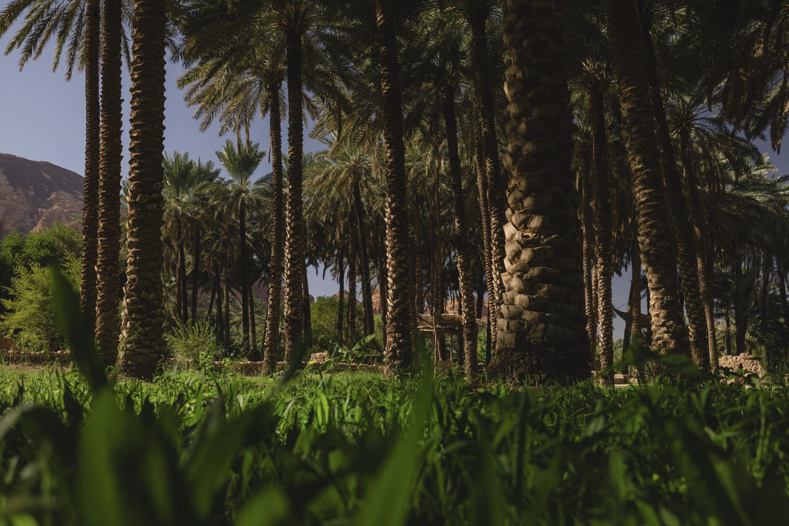 AlUla Dates Season