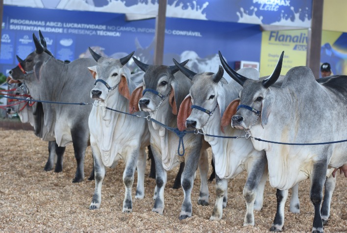 Exposição Nacional do Guzerá e Guzolando