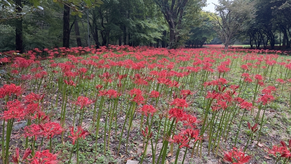 제1회 금산보석사꽃무릇명상축제