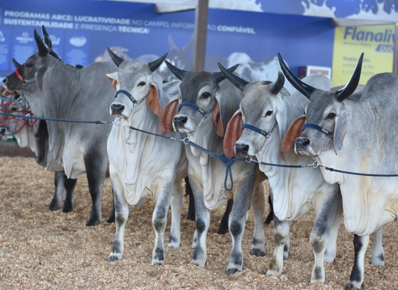 19ª Exposição Nacional do Guzerá