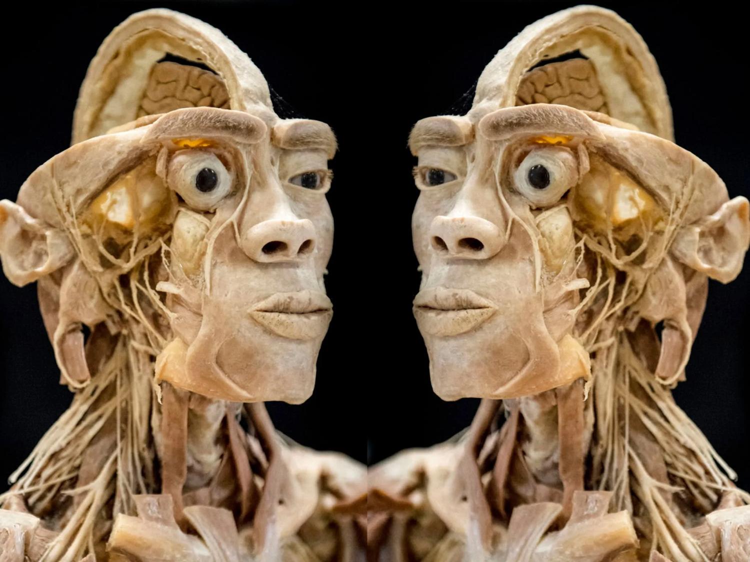 Wystawa anatomiczna „Prawdziwe Ciała Ludzkie”