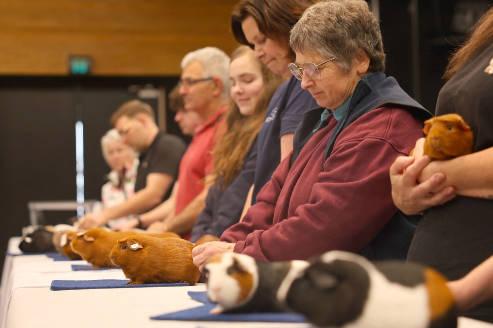 New Zealand's National Guinea Pig Show