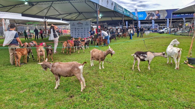 26ª Exposição Nacional da Raça Boer