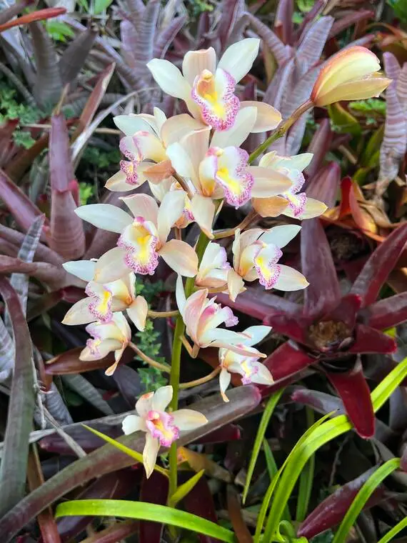 Kona Orchid Society’s Fall Show and Sale