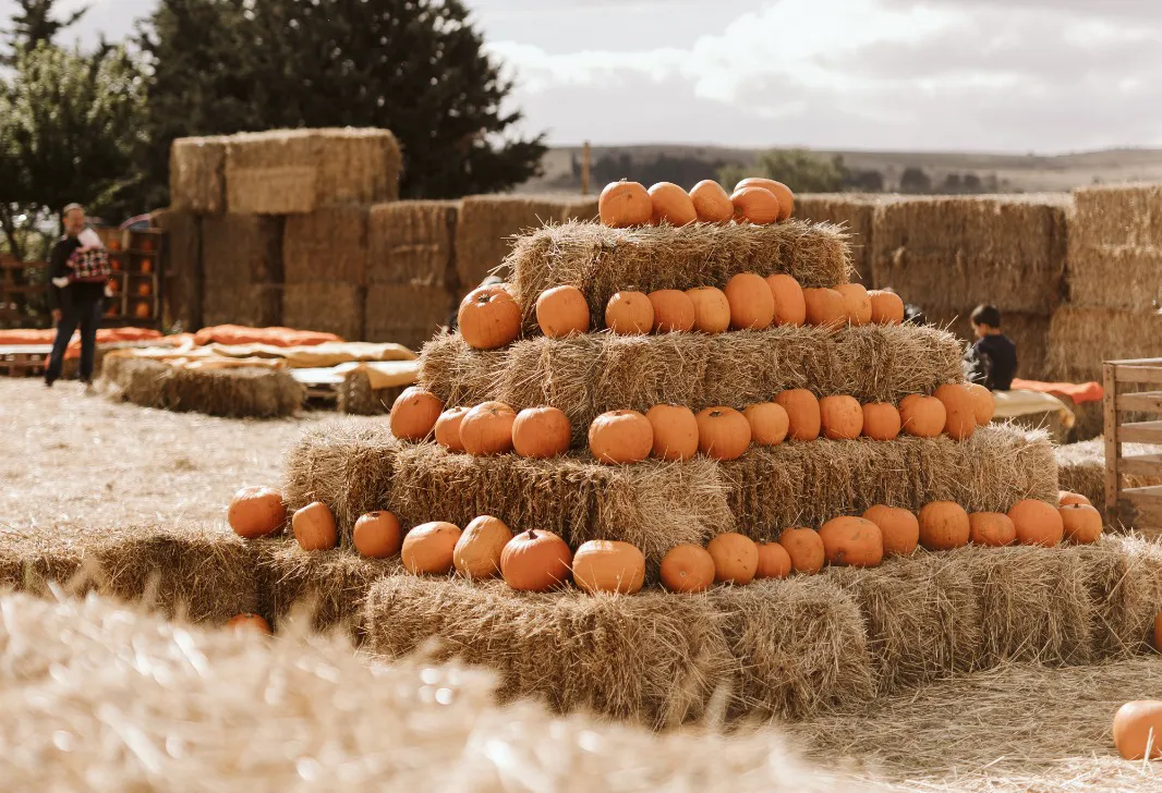 Festival d’Autunno alla Masseria Tarantini