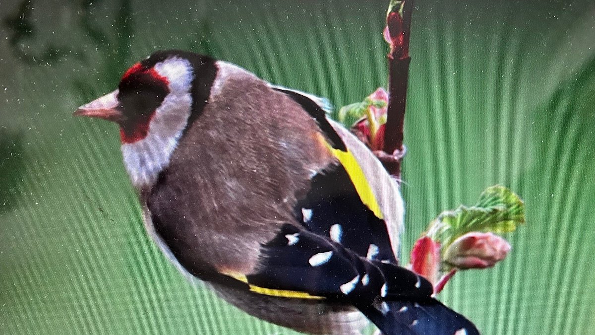 Exposition : les oiseaux du jardin