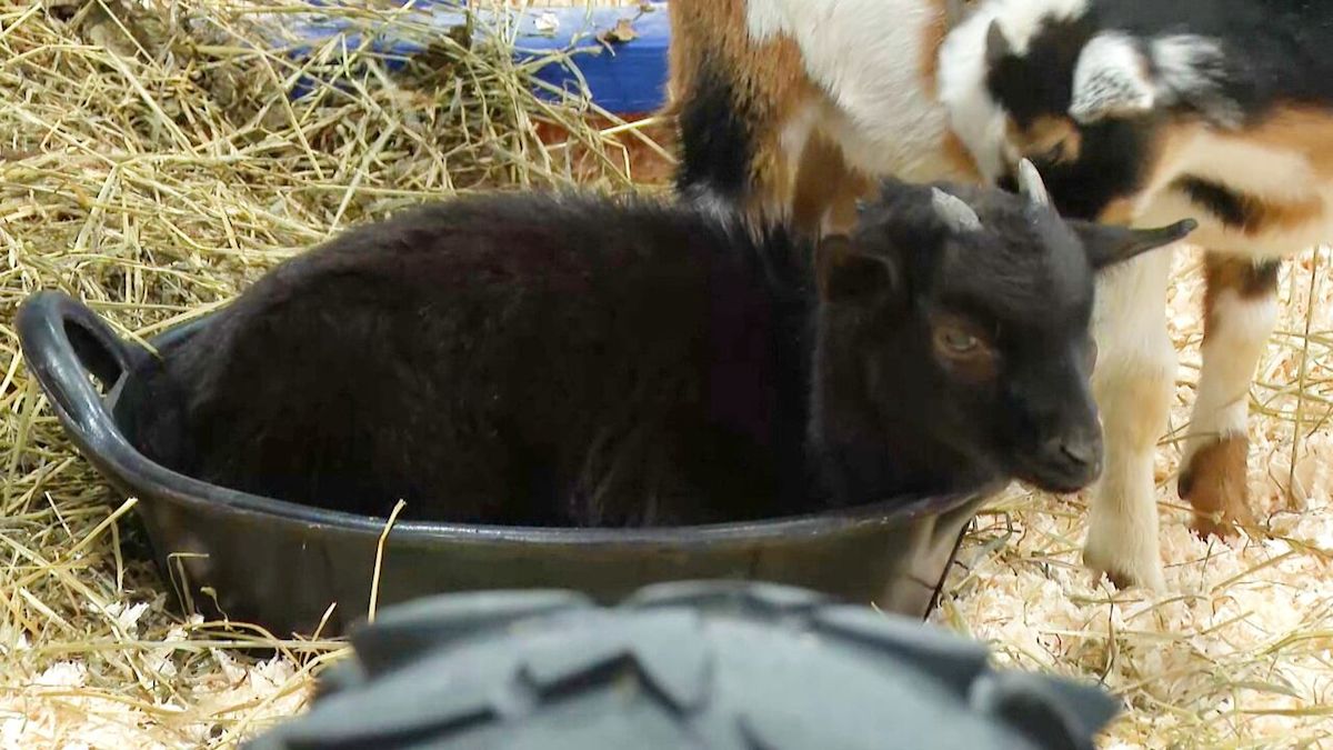 Newfoundland and Labrador Agriculture Federation's annual expo