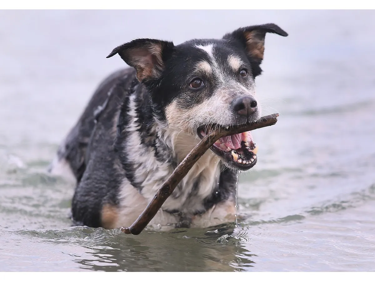 Dog Days of Ontario Culture Days