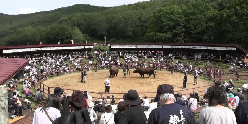 Hiraniwa bullfighting competition