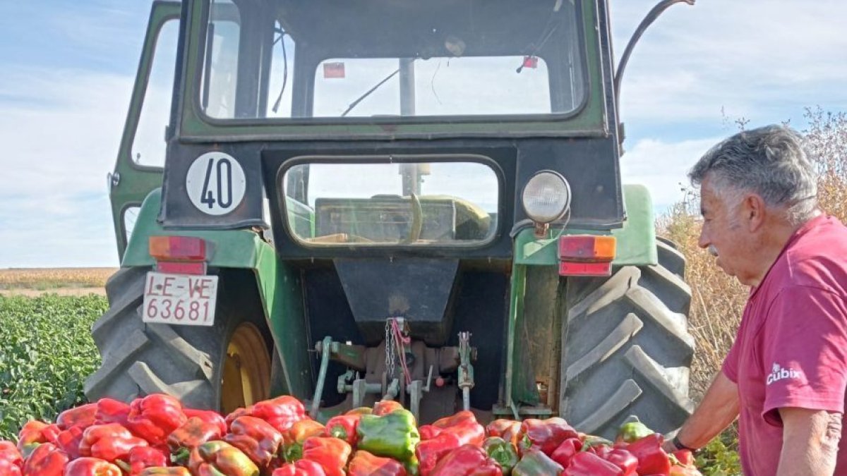 Feria del Pimiento de Fresno de la Vega
