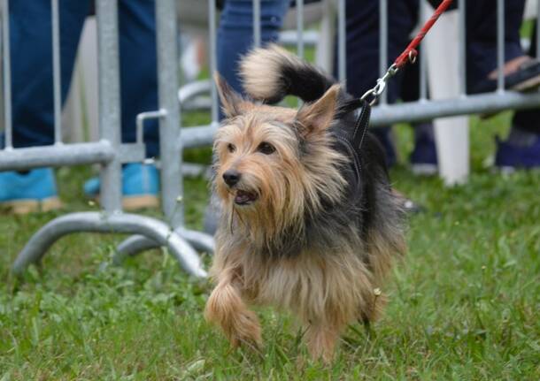 Festa del Cane Fantasia