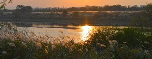Gwangju Seochang Silver Grass Festival