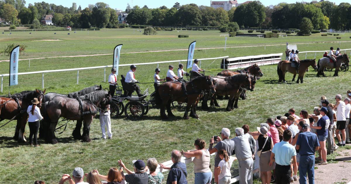 Concours national des chevaux de trait ardennais