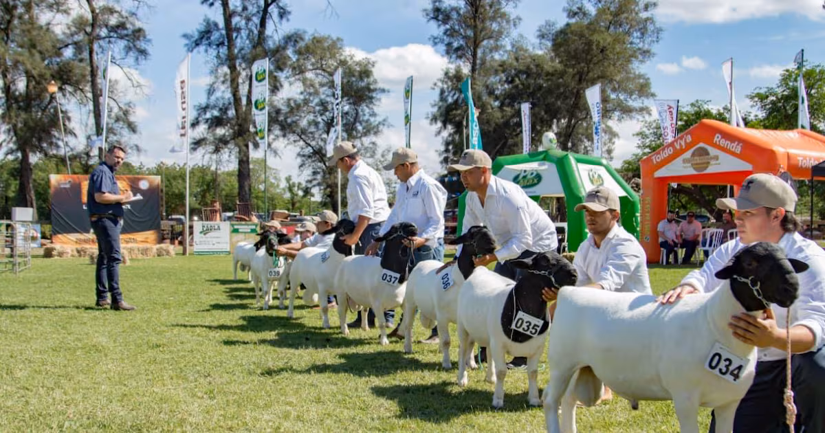 Tercera Expo Nacional Dorper