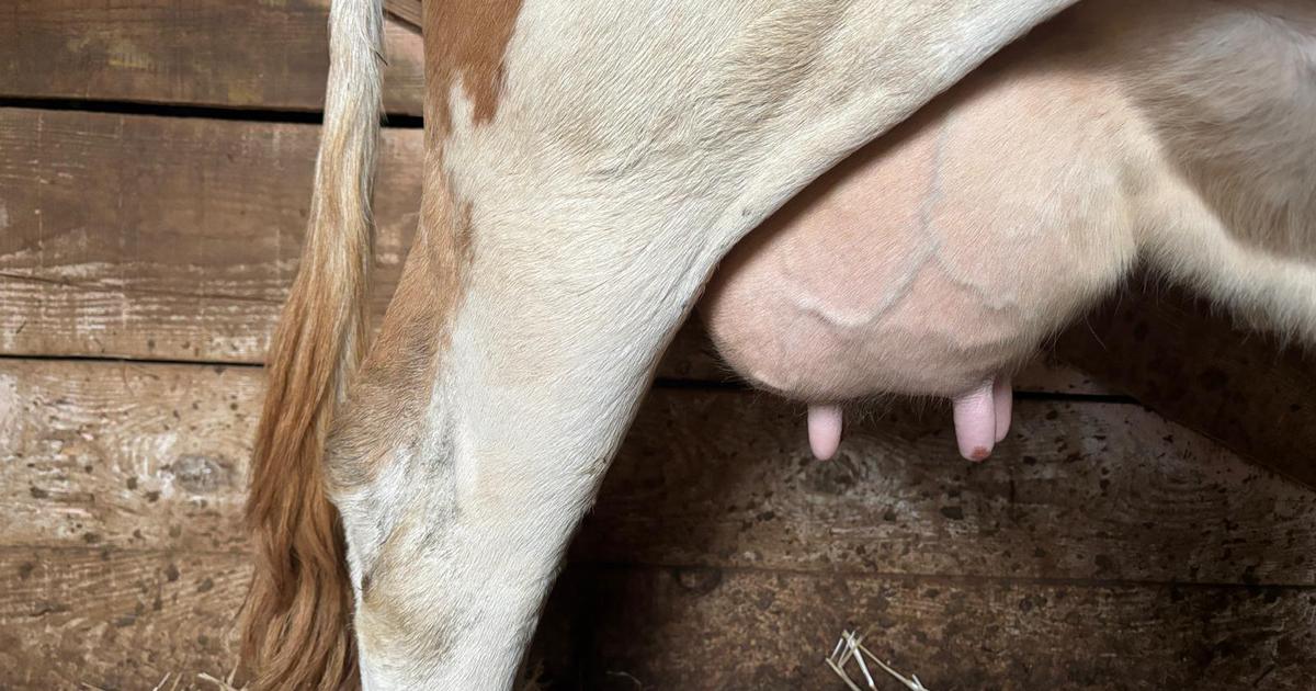 Smeđe krave daju čokoladno mlijeko