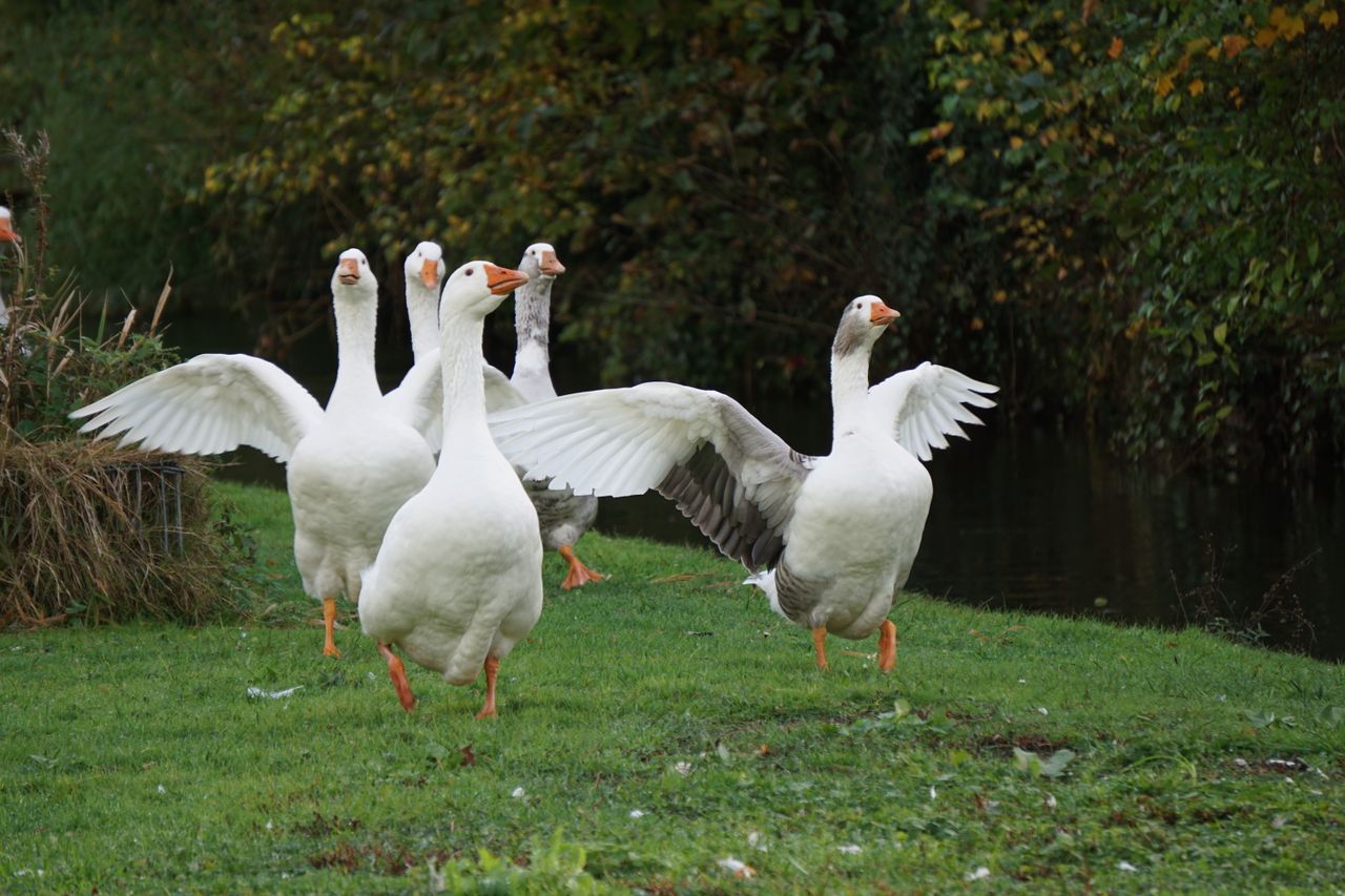 Kiskunfélegyháza Goose Festival