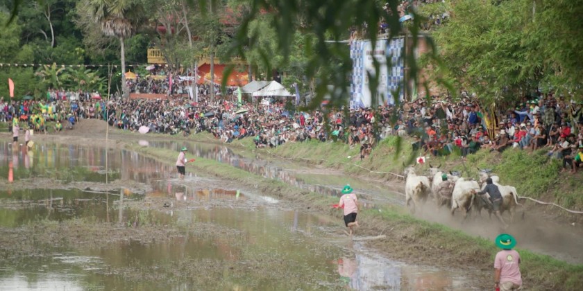 Rô Pagoda Traditional Ox Racing Festival