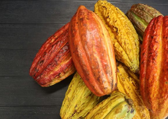 Dominican Chocolate Festival