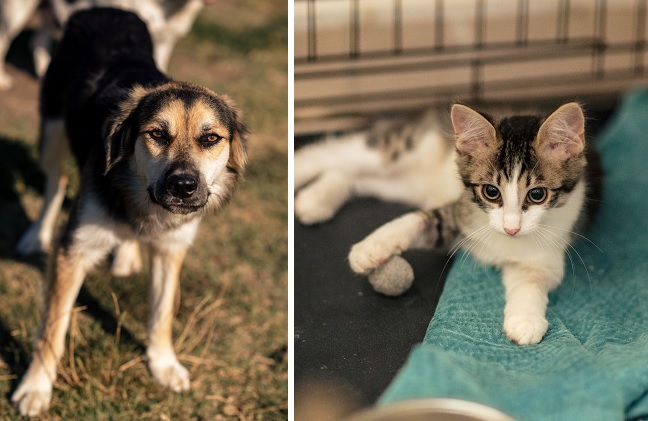 Târg de adopții