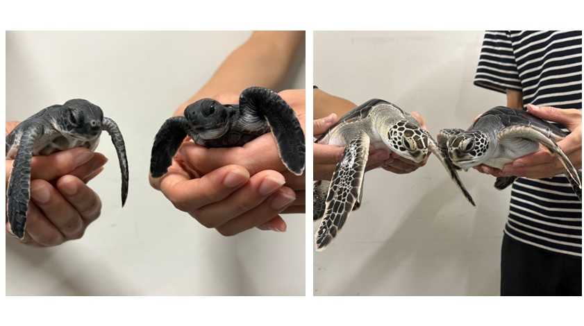 アオウミガメの赤ちゃんの一般公開