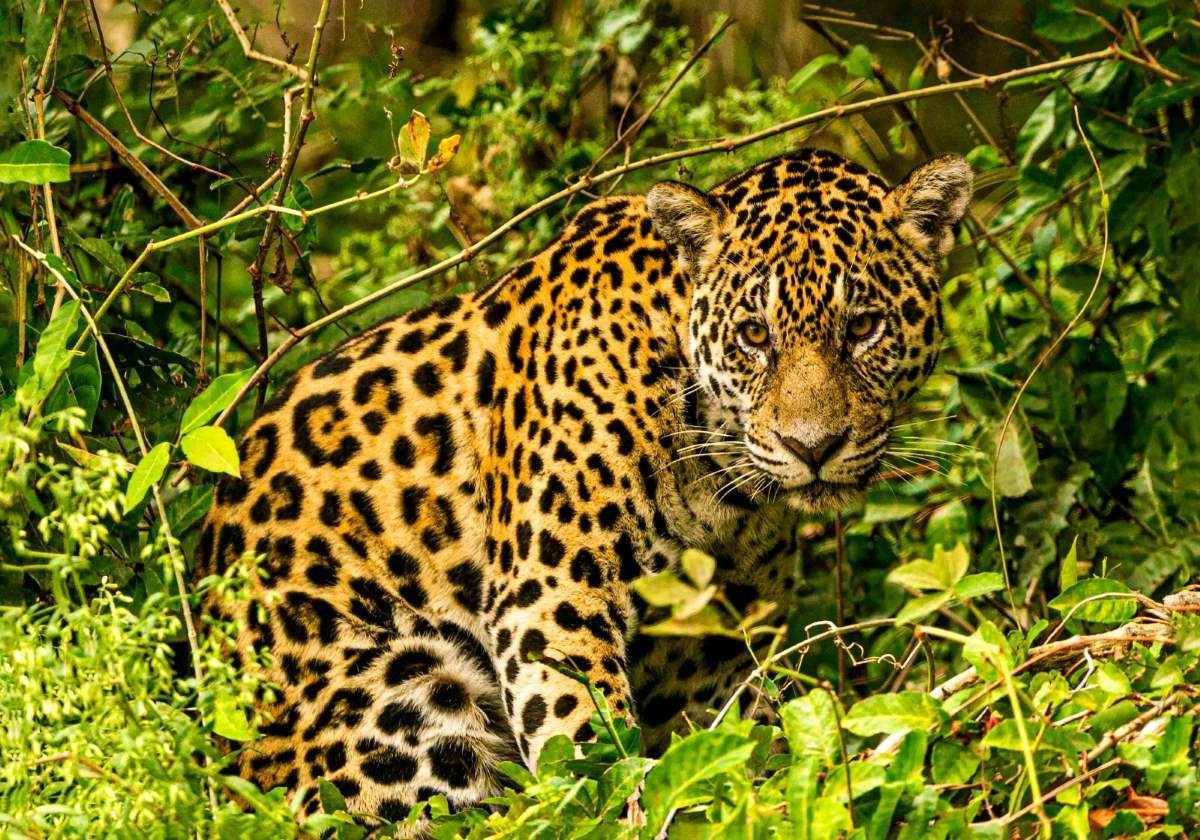 Pantanal Revelado: A alma de um território