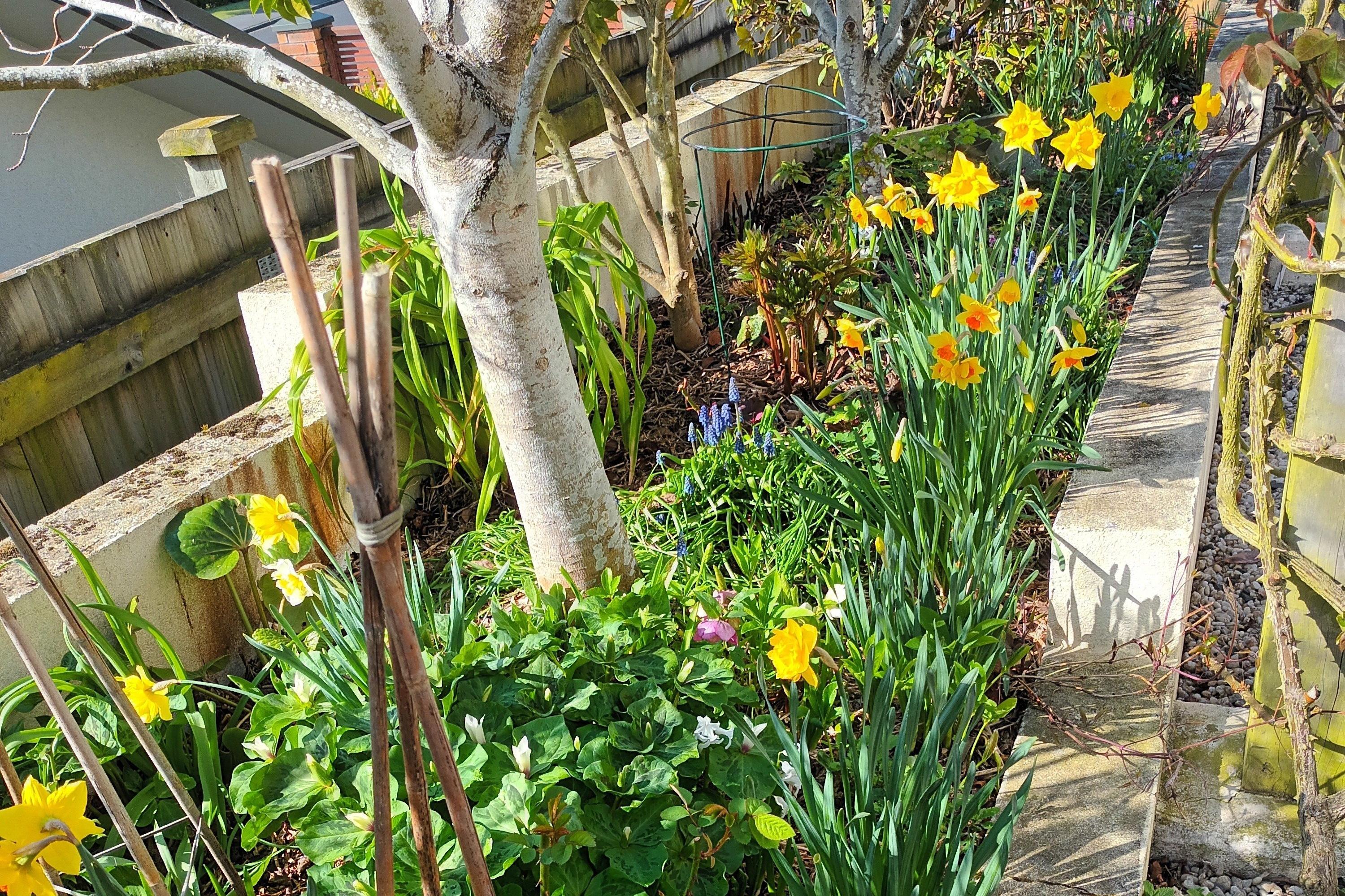 Outram Spring Flower Show
