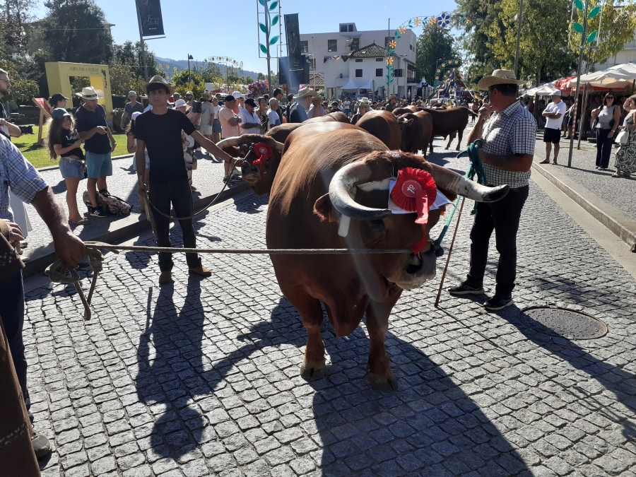 Feira das Colheitas