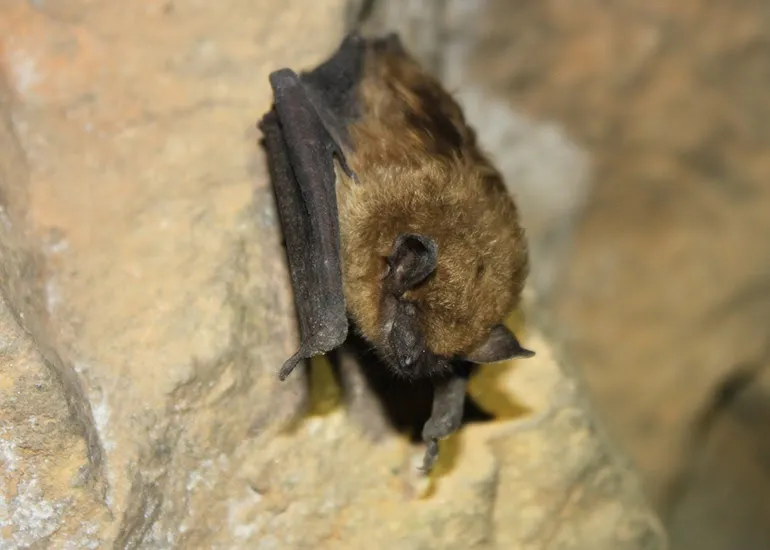 Bat Appreciation Day