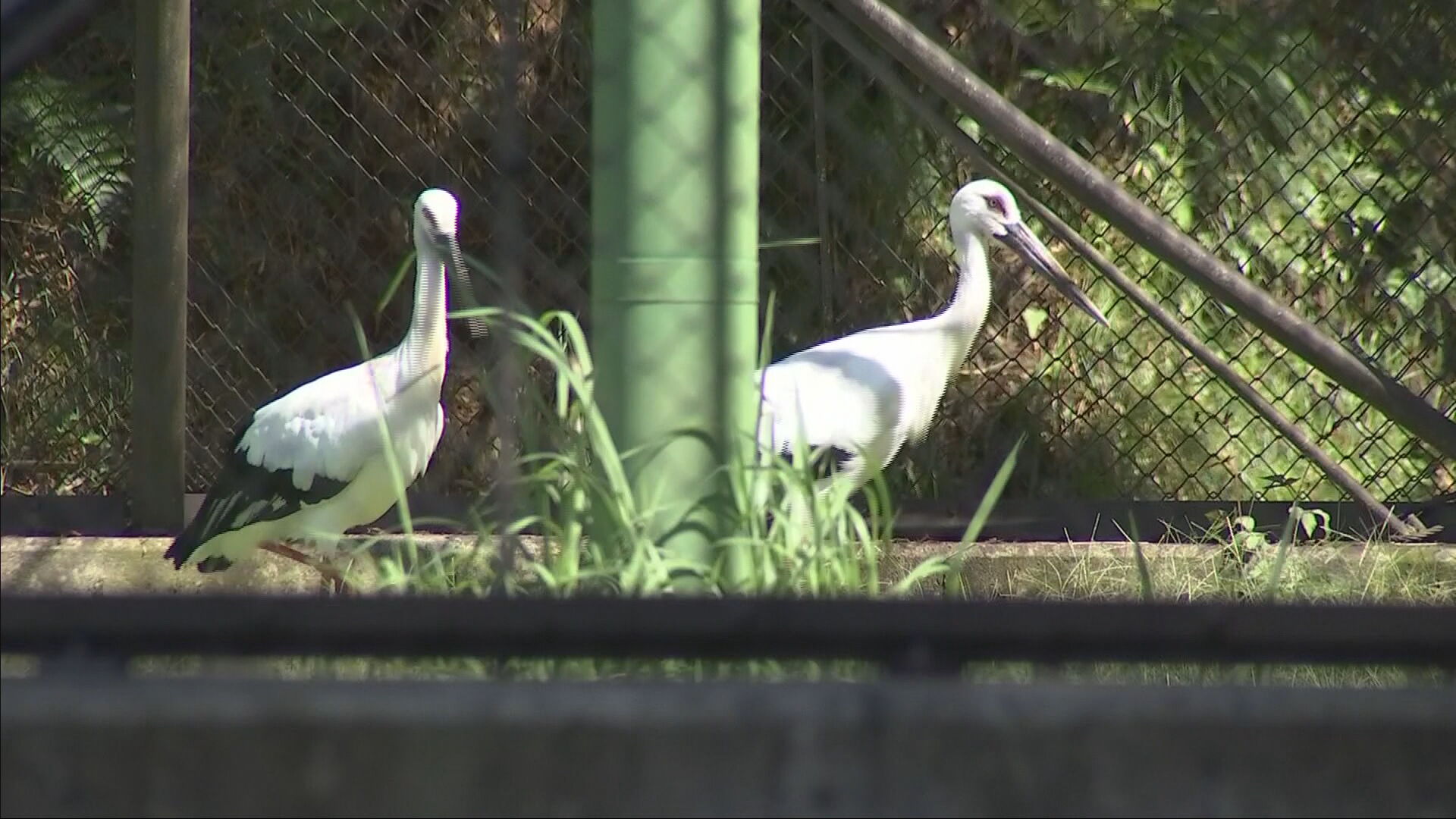 コウノトリの野生復帰への願い 「約束のケージ」特別公開