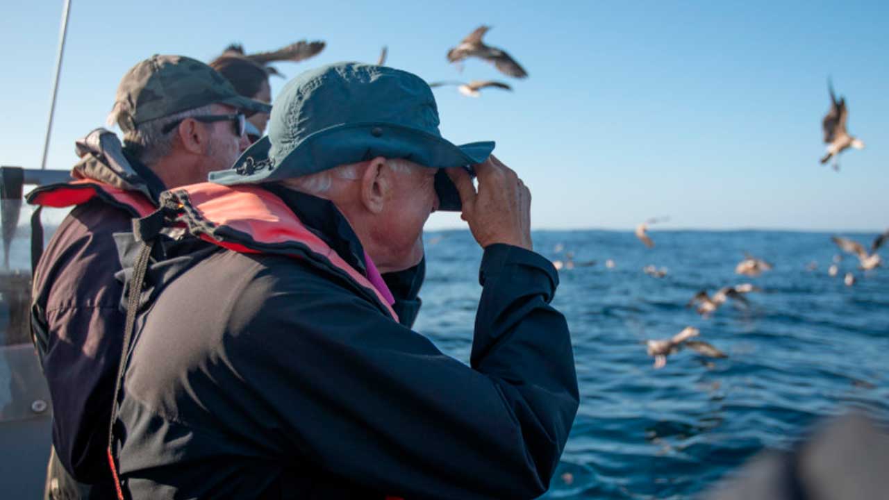 Festival de Observação de Aves de Sagres
