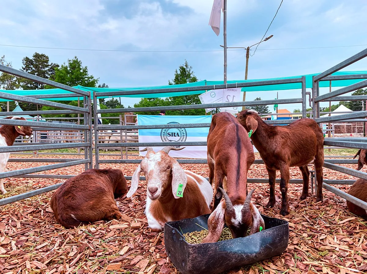 Expo Cuenca Ovino Caprina