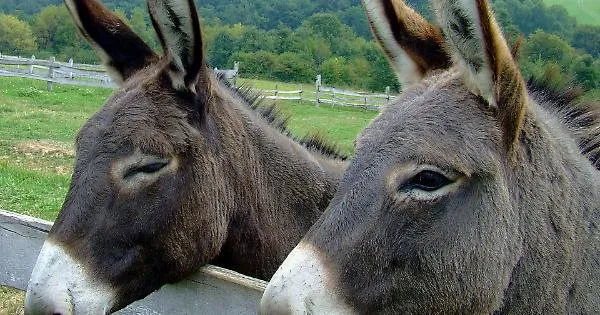 Antica Fiera dei Mussi