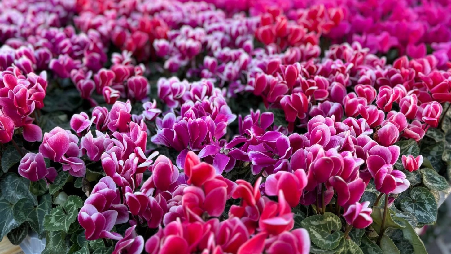Mostra mercato dei fiori e delle piante ornamentali