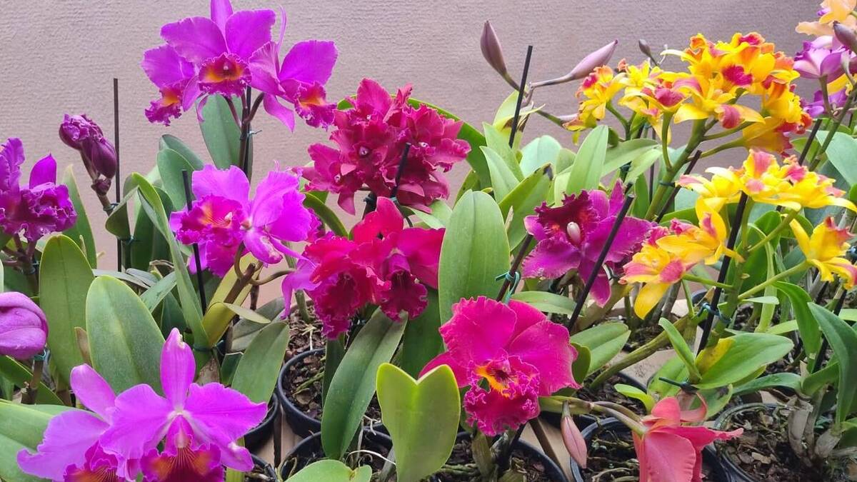 Expo Flores