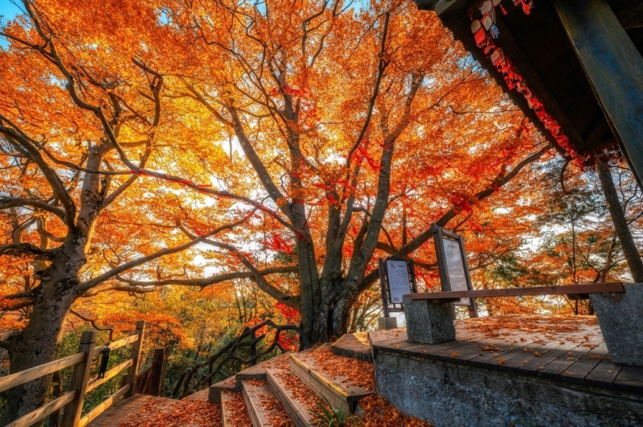 24th Sichuan Guangwu Mountain International Red Leaf Festival